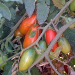 San Marzano tomatoes on the vine.